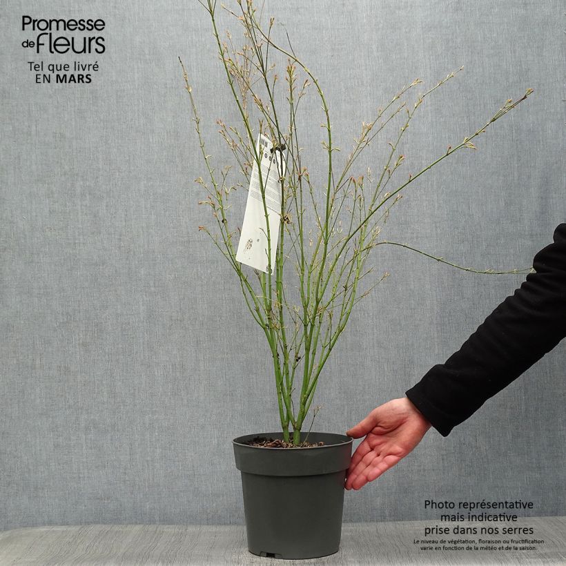 Exemplar von Fächerahorn Butterfly - Acer palmatum Topf mit 4L/5L wie im Frühjahr geliefert