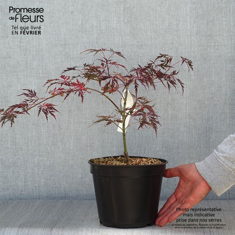Exemplar von Fächerahorn Crimson Queen - Acer palmatum Topf mit 2L/3L wie im Herbst geliefert