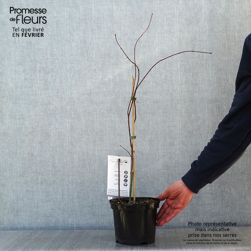 Exemplar von Fächerahorn Crimson Queen - Acer palmatum Topf mit 2L/3L wie im Winter geliefert