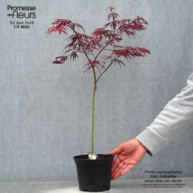 Exemplar von Fächerahorn Crimson Queen - Acer palmatum Topf mit 2L/3L wie im Frühjahr geliefert