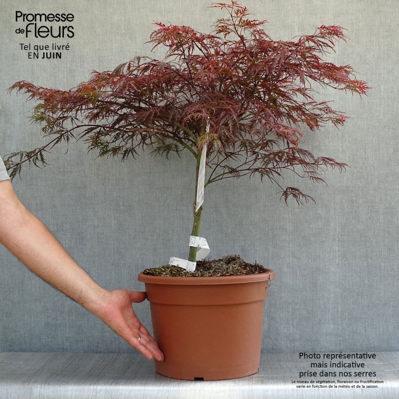 Exemplar von Fächerahorn Dissectum Garnet - Acer palmatum Topf mit 6L/7L wie im Sommer geliefert