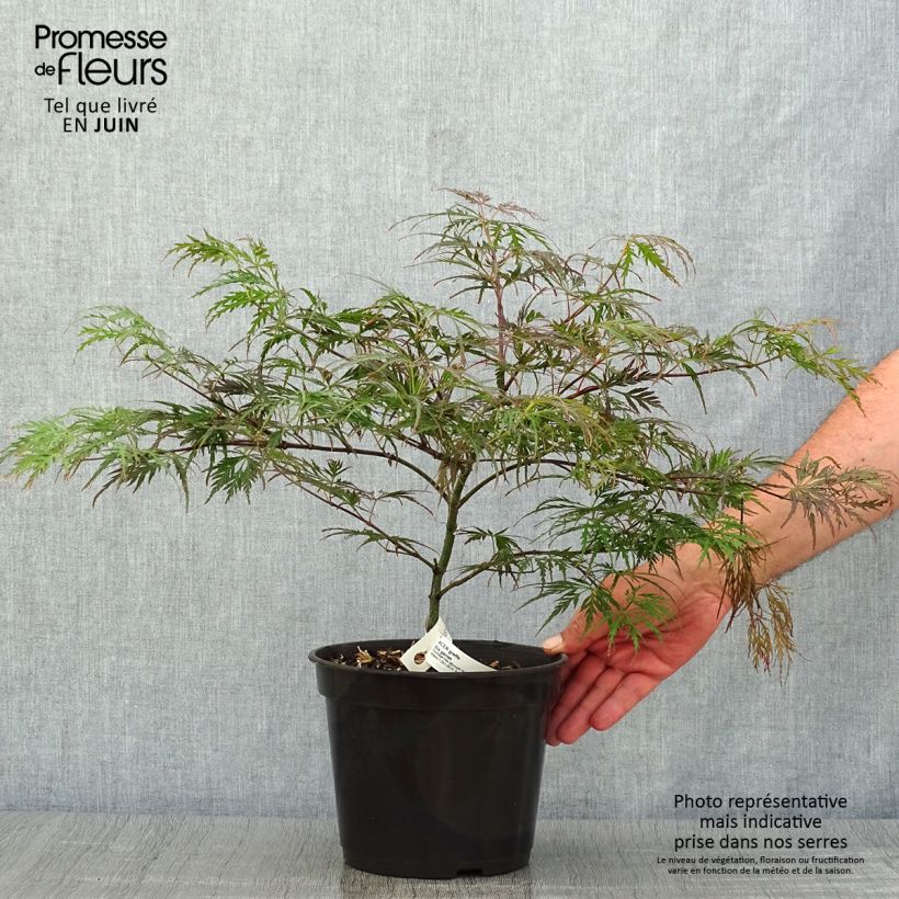 Exemplar von Fächerahorn Dissectum Garnet - Acer palmatum Topf mit 3L/4L wie im Sommer geliefert