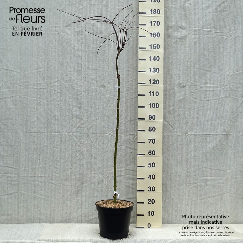 Exemplar von Fächerahorn Dissectum Tamukeyama - Acer palmatum Topf mit 7,5L/10L wie im Winter geliefert