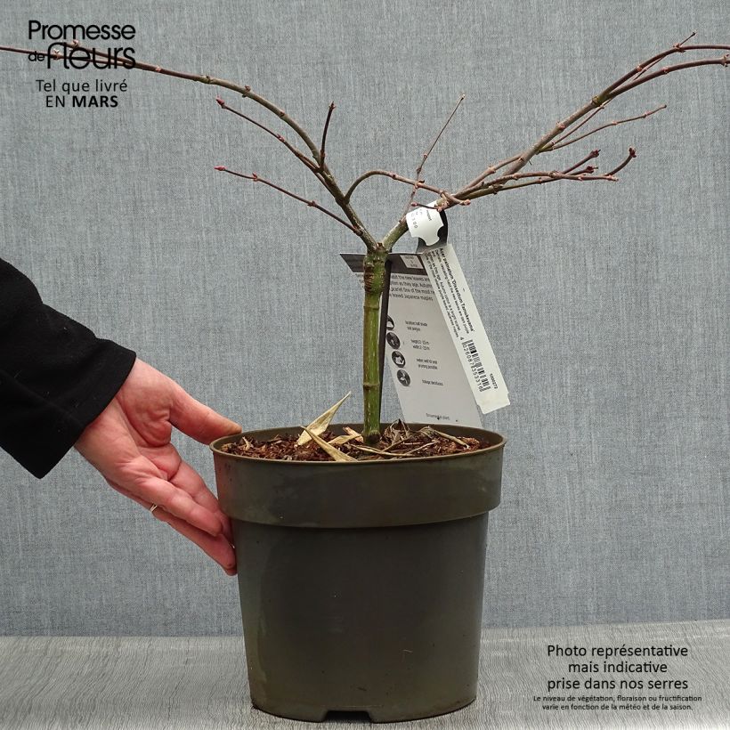 Exemplar von Fächerahorn Dissectum Tamukeyama - Acer palmatum Topf mit 4L/5L wie im Frühjahr geliefert