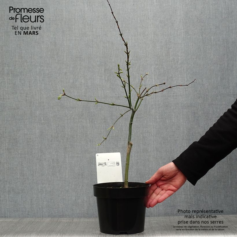 Exemplar von Fächerahorn Dissectum - Acer palmatum Topf mit 3L/4L wie im Frühjahr geliefert