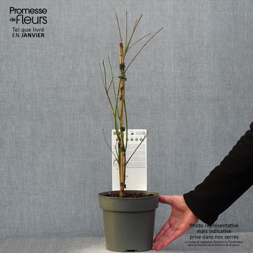 Exemplar von Fächerahorn Emerald Lace - Acer palmatum Topf mit 7,5L/10L wie im Winter geliefert