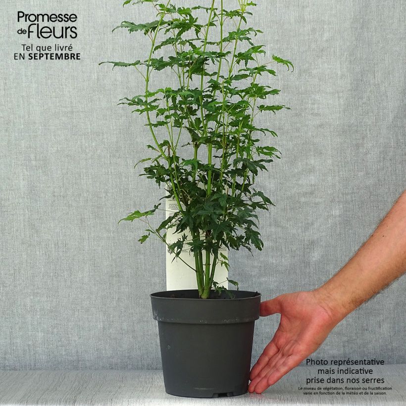 Exemplar von Fächerahorn Going Green - Acer palmatum Topf mit 3L/4L wie im Herbst geliefert