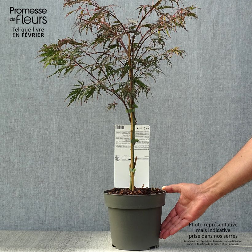 Exemplar von Fächerahorn Dissectum Inaba-Shidare - Acer palmatum Topf mit 3L/4L wie im Herbst geliefert
