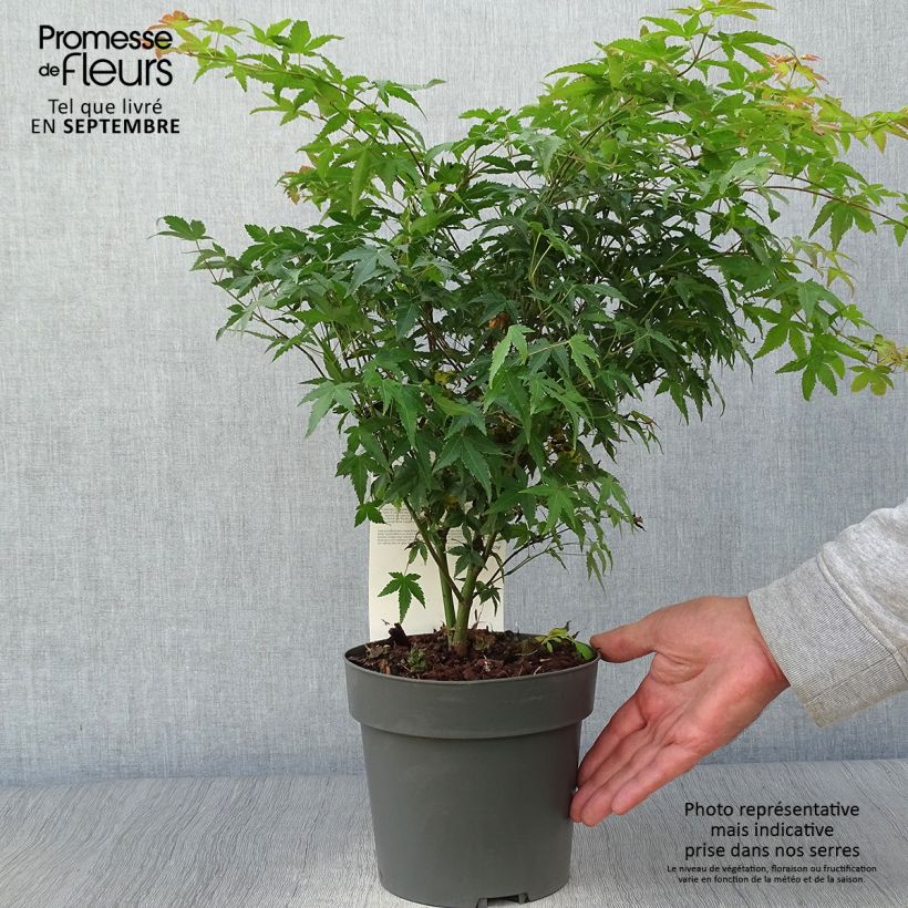 Exemplar von Fächerahorn Little Princess - Acer palmatum Topf mit 2L/3L wie im Herbst geliefert