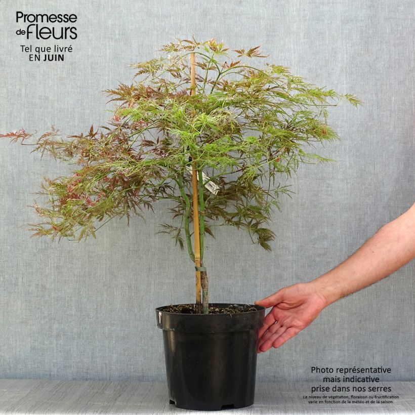 Exemplar von Fächerahorn Dissectum Ornatum - Acer palmatum Topf mit 7,5L/10L wie im Sommer geliefert