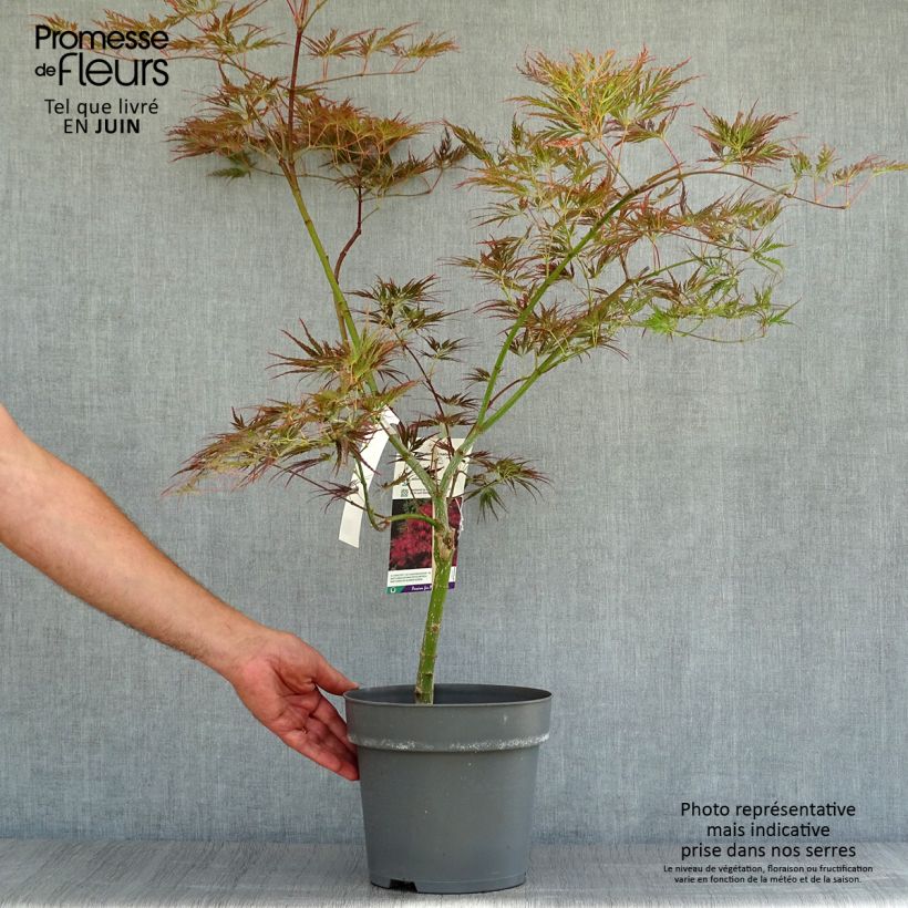 Exemplar von Fächerahorn Dissectum Ornatum - Acer palmatum Topf mit 4L/5L wie im Sommer geliefert