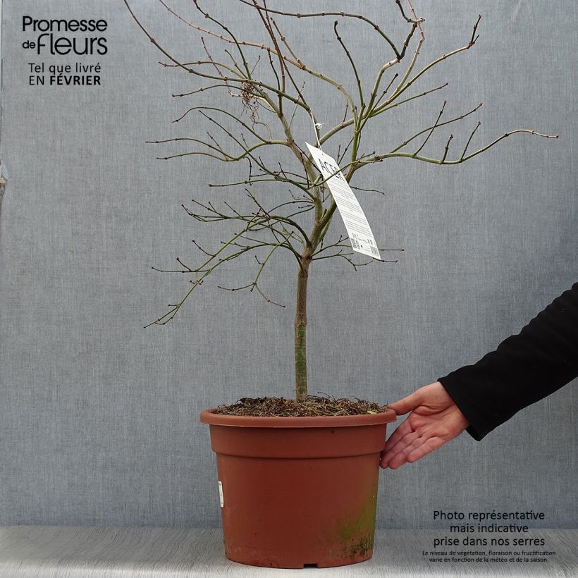 Exemplar von Fächerahorn Osakazuki - Acer palmatum Topf mit 3L/4L wie im Winter geliefert