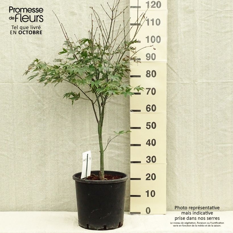 Exemplar von Fächerahorn Osakazuki - Acer palmatum Topf mit 7,5L/10L wie im Herbst geliefert