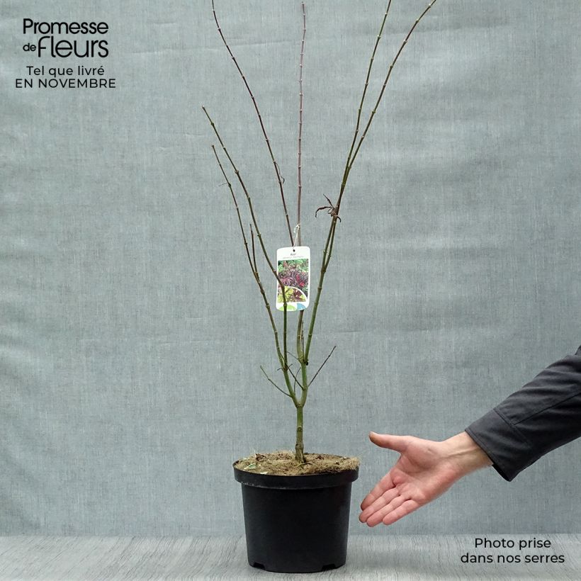 Exemplar von Fächerahorn Red Pygmy - Acer palmatum Topf mit 3L/4L wie im Herbst geliefert