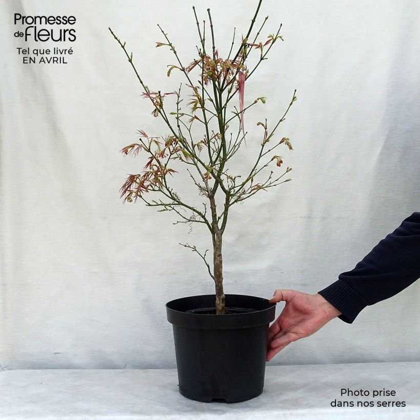 Exemplar von Fächerahorn Red Pygmy - Acer palmatum Topf mit 3L/4L wie im Frühjahr geliefert