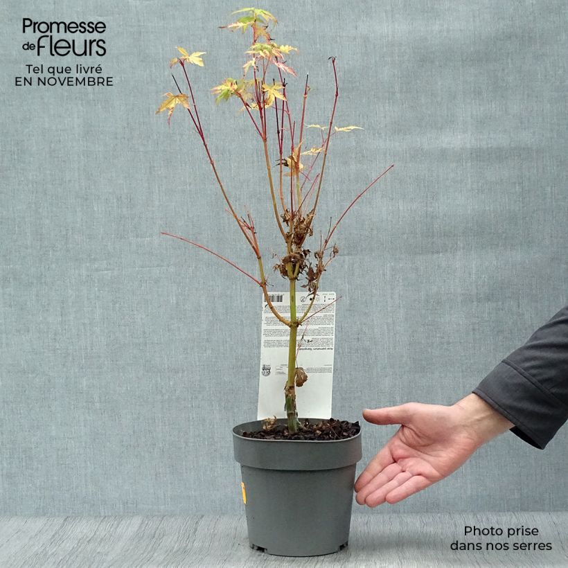 Exemplar von Fächerahorn Sangokaku - Acer palmatum Topf mit 2L/3L wie im Herbst geliefert