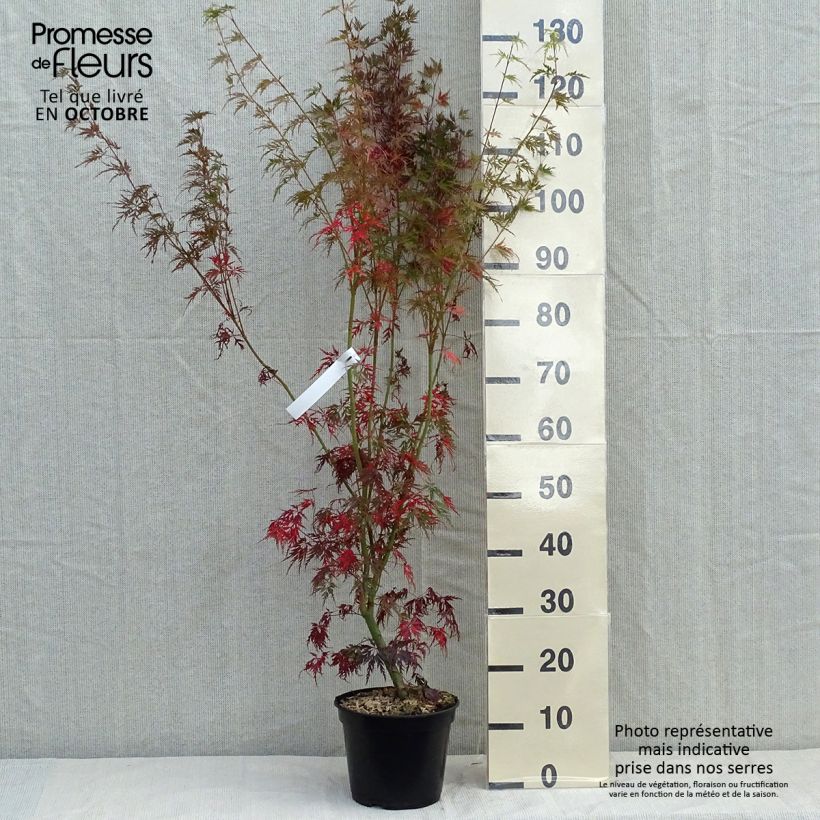 Exemplar von Fächerahorn Seiryu - Acer palmatum Topf mit 3L/4L wie im Herbst geliefert