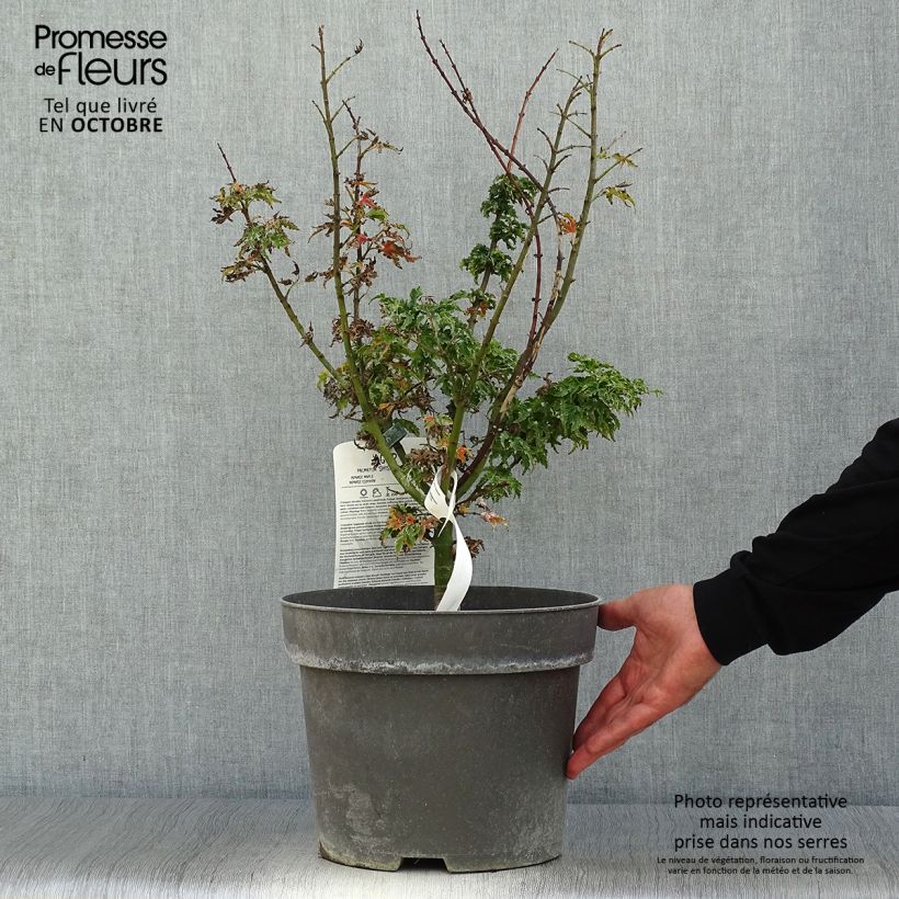 Exemplar von Fächerahorn Shishigashira - Acer palmatum Topf mit 7,5L/10L wie im Herbst geliefert
