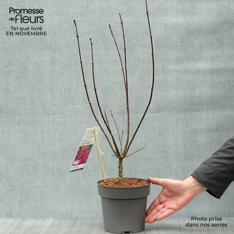 Exemplar von Fächerahorn Skeeter's Broom - Acer palmatum Topf mit 3L/4L wie im Herbst geliefert