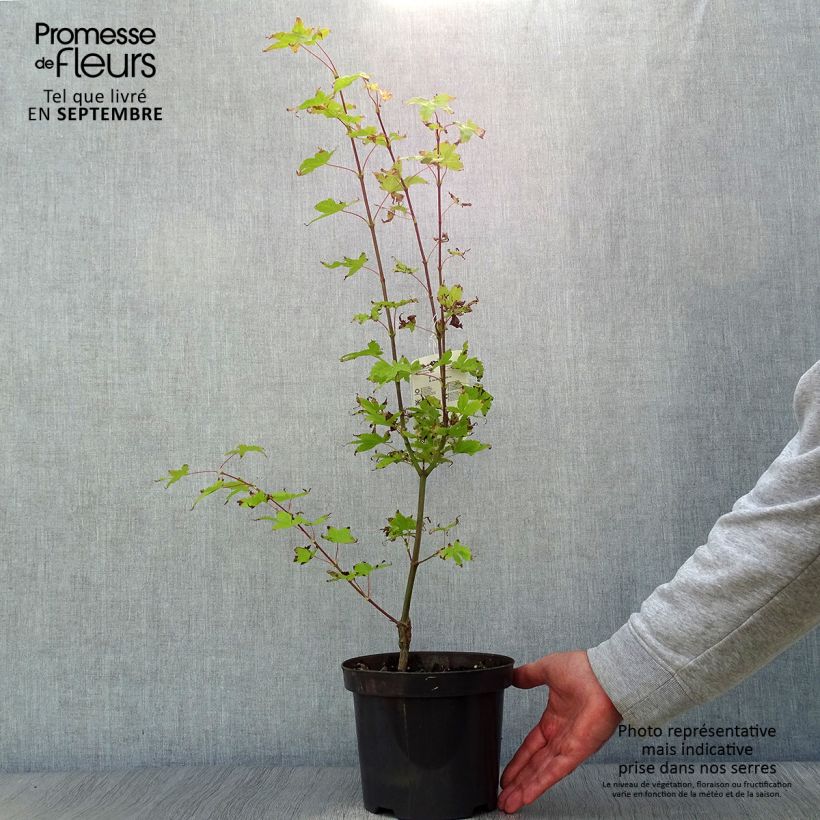 Exemplar von Fächerahorn Summer Gold - Acer palmatum Topf mit 3L/4L wie im Herbst geliefert