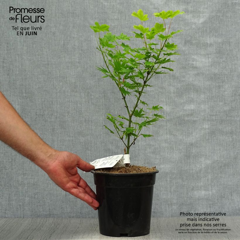 Exemplar von Fächerahorn Summer Gold - Acer palmatum Topf mit 3L/4L wie im Sommer geliefert