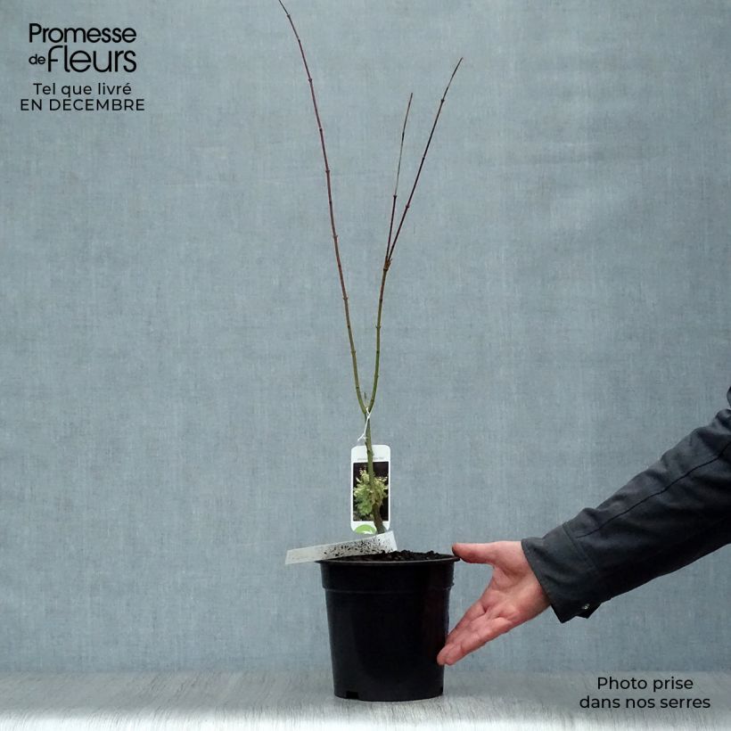 Exemplar von Fächerahorn Summer Gold - Acer palmatum Topf mit 3L/4L wie im Winter geliefert