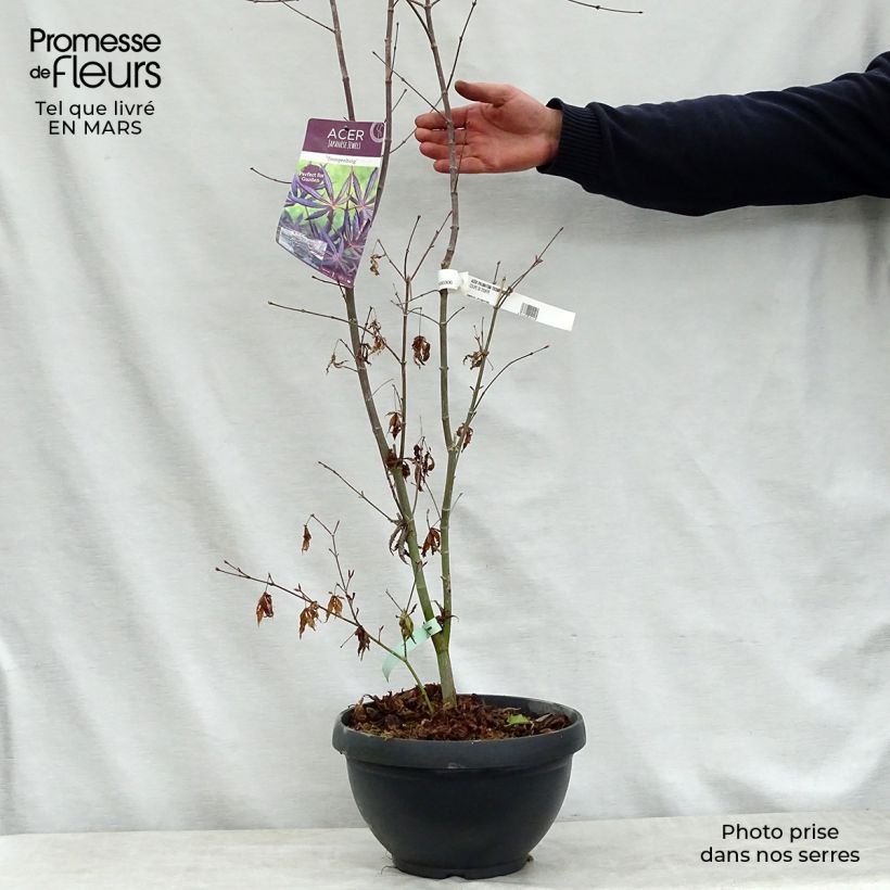 Exemplar von Fächerahorn Trompenburg - Acer palmatum Topf mit 6L/7L wie im Frühjahr geliefert