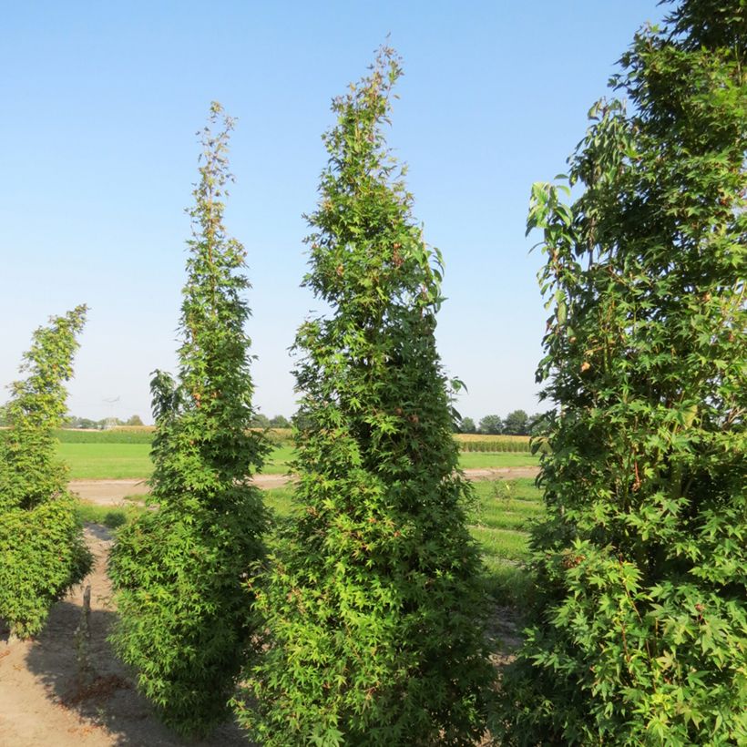 Fächerahorn Tsukasa Silhouette - Acer palmatum (Hafen)