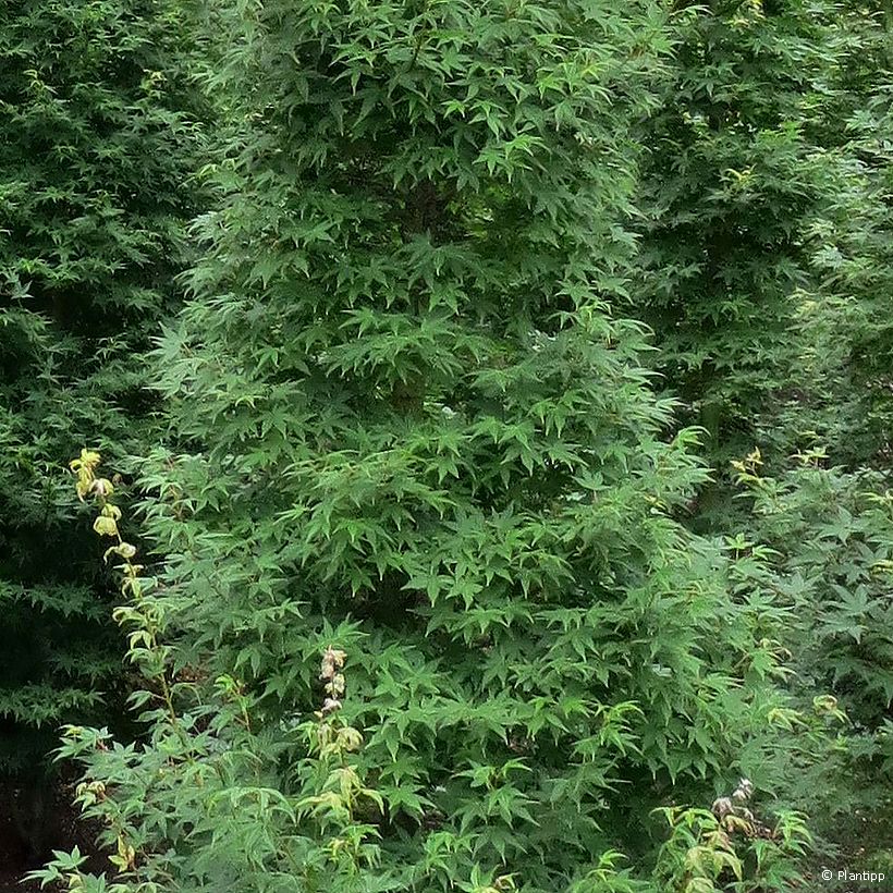 Fächerahorn Tsukasa Silhouette - Acer palmatum (Laub)