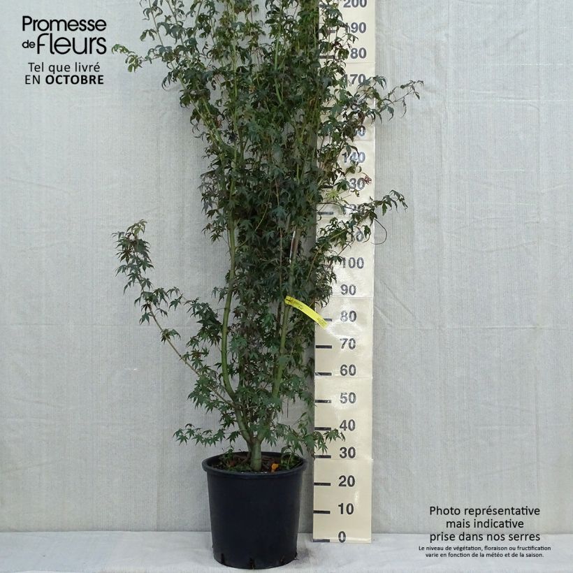 Exemplar von Fächerahorn - Acer palmatum Topf mit 20L/25L wie im Herbst geliefert