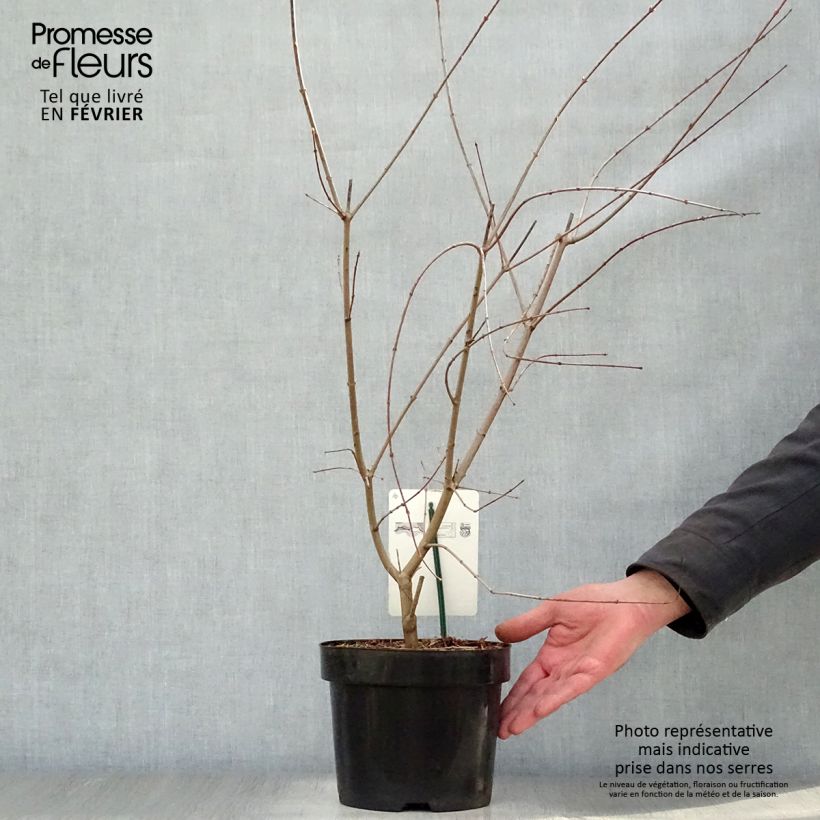 Exemplar von Fächerahorn - Acer palmatum Topf mit 3L/4L wie im Winter geliefert