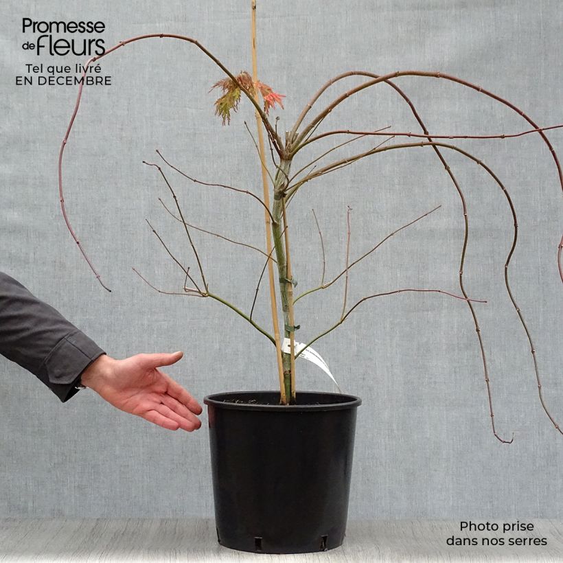 Exemplar von Ahorn Ice Dragon - Acer pseudosieboldianum Topf mit 12L/15L wie im Winter geliefert