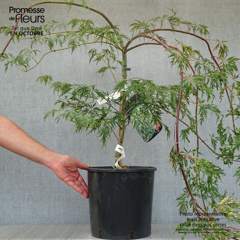 Exemplar von Ahorn Ice Dragon - Acer pseudosieboldianum Topf mit 12L/15L wie im Herbst geliefert