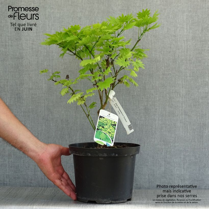 Exemplar von Érable du Japon - Acer shirasawanum Aureum Pot de 3L/4L wie im Sommer geliefert