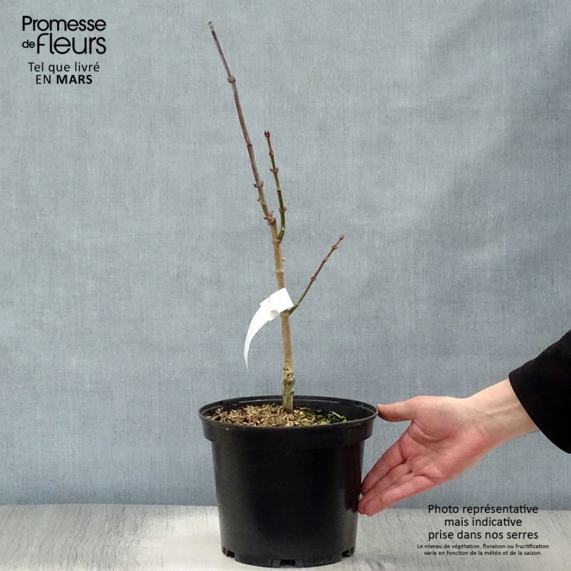 Exemplar von Érable du Japon - Acer shirasawanum Aureum Pot de 3L/4L wie im Frühjahr geliefert