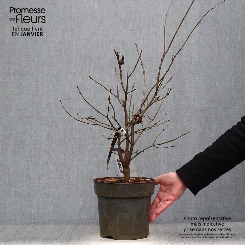 Exemplar von Japanischer Ahorn Autumn moon - Acer shirasawanum Topf mit 7,5L/10L wie im Winter geliefert