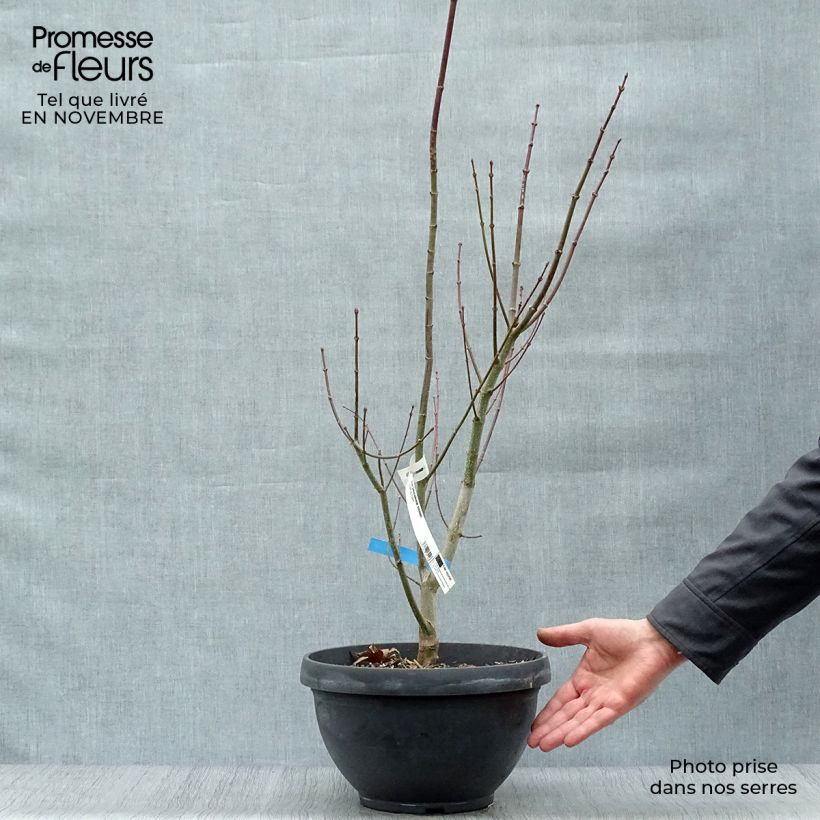 Exemplar von Japanischer Ahorn Jordan - Acer shirasawanum Becher 7,5L / 10L wie im Herbst geliefert