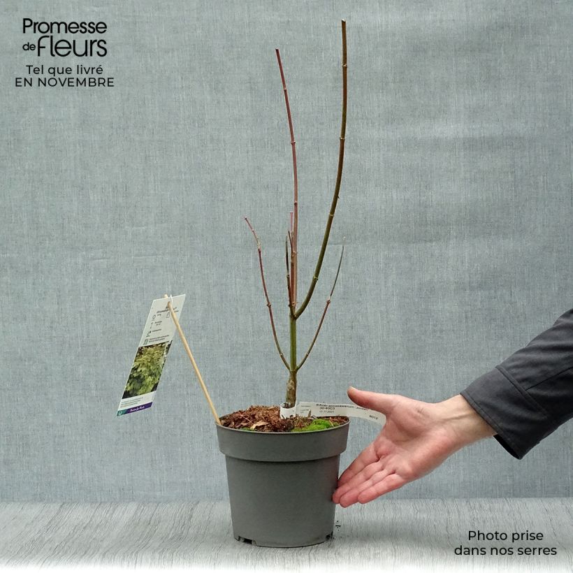 Exemplar von Japanischer Ahorn Jordan - Acer shirasawanum Topf mit 2L/3L wie im Herbst geliefert