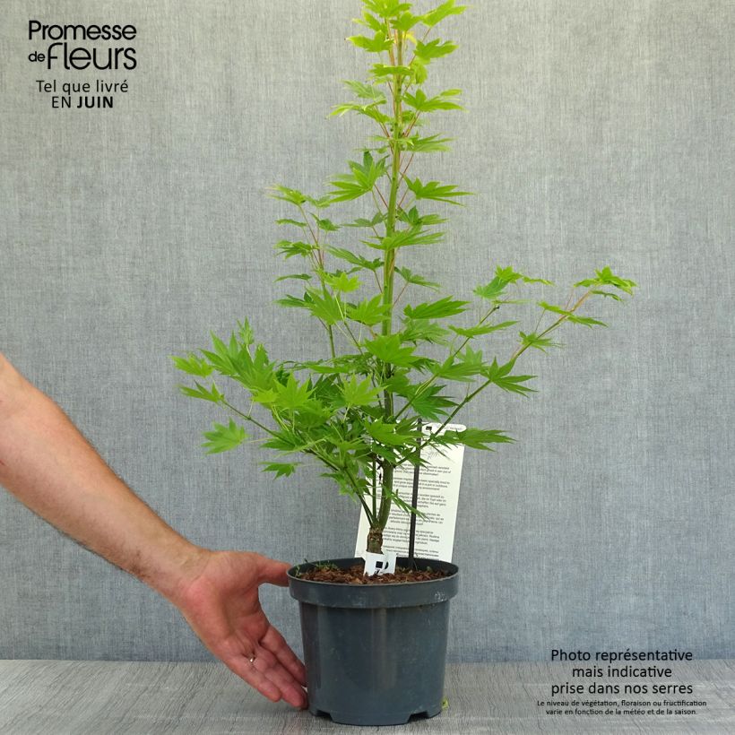 Exemplar von Japanischer Ahorn Jordan - Acer shirasawanum Topf mit 2L/3L wie im Sommer geliefert