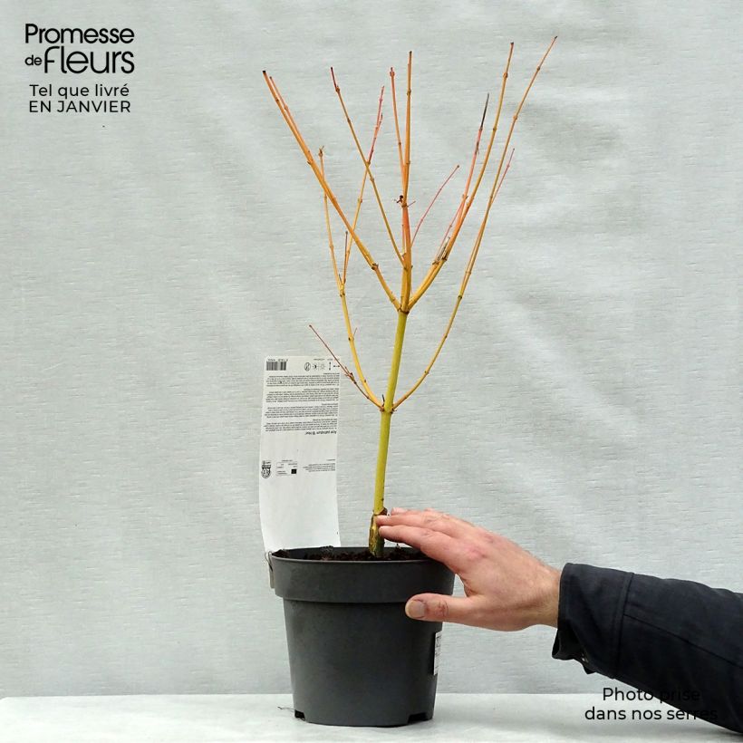 Exemplar von Fächerahorn Bi Hoo - Acer palmatum Topf mit 2L/3L wie im Winter geliefert