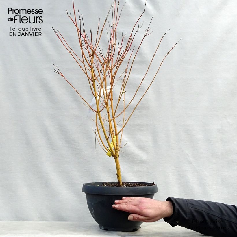 Exemplar von Fächerahorn Bi Hoo - Acer palmatum Becher 7,5L / 10L wie im Winter geliefert