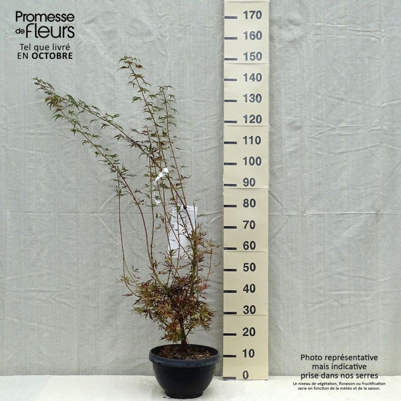 Exemplar von Fächerahorn Jerre Schwartz - Acer palmatum Becher 7,5L / 10L wie im Herbst geliefert