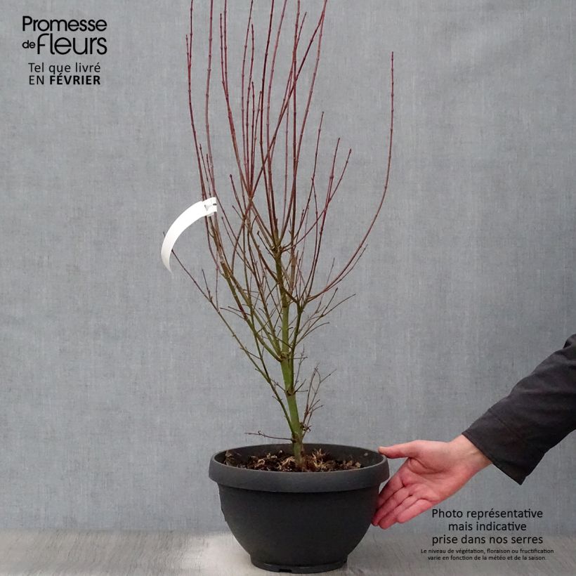Exemplar von Fächerahorn Jerre Schwartz - Acer palmatum Becher 7,5L / 10L wie im Winter geliefert