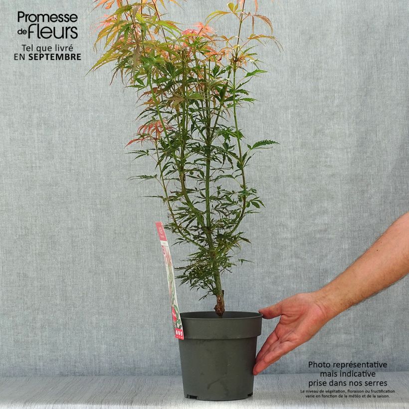 Exemplar von Fächerahorn Jerre Schwartz - Acer palmatum Topf mit 2L/3L wie im Herbst geliefert
