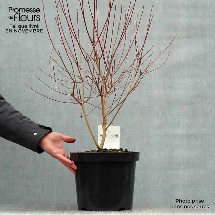 Exemplar von Feuer-Ahorn Moonrise - Acer tataricum subsp. ginnala Topf mit 7,5L/10L wie im Herbst geliefert