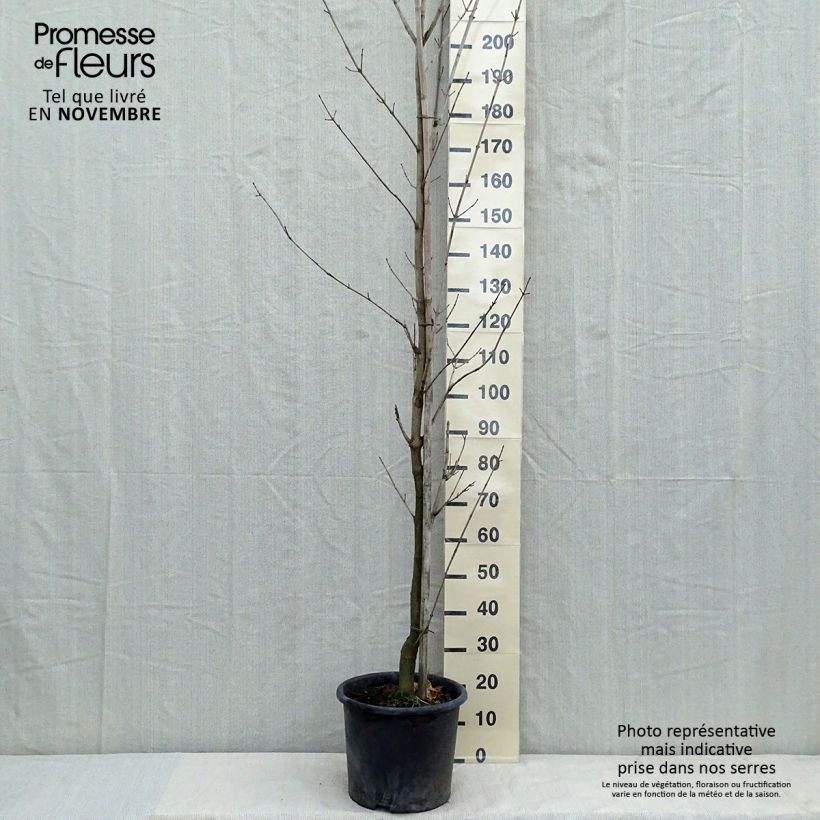 Exemplar von Spitz-Ahorn Drummondii - Acer platanoides Topf mit 12L/15L wie im Herbst geliefert