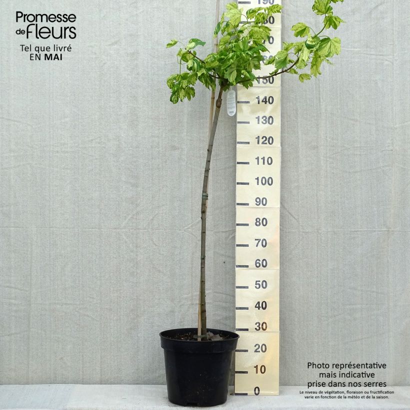 Exemplar von Berg-Ahorn Leopoldii - Acer pseudoplatanus Topf mit 20L/25L wie im Frühjahr geliefert