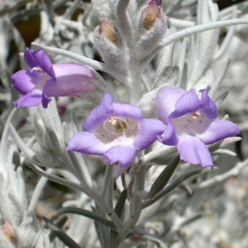Eremophila nivea - Emustrauch (Blüte)