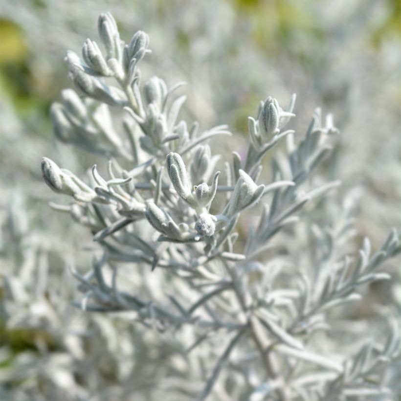Eremophila nivea - Emustrauch (Laub)