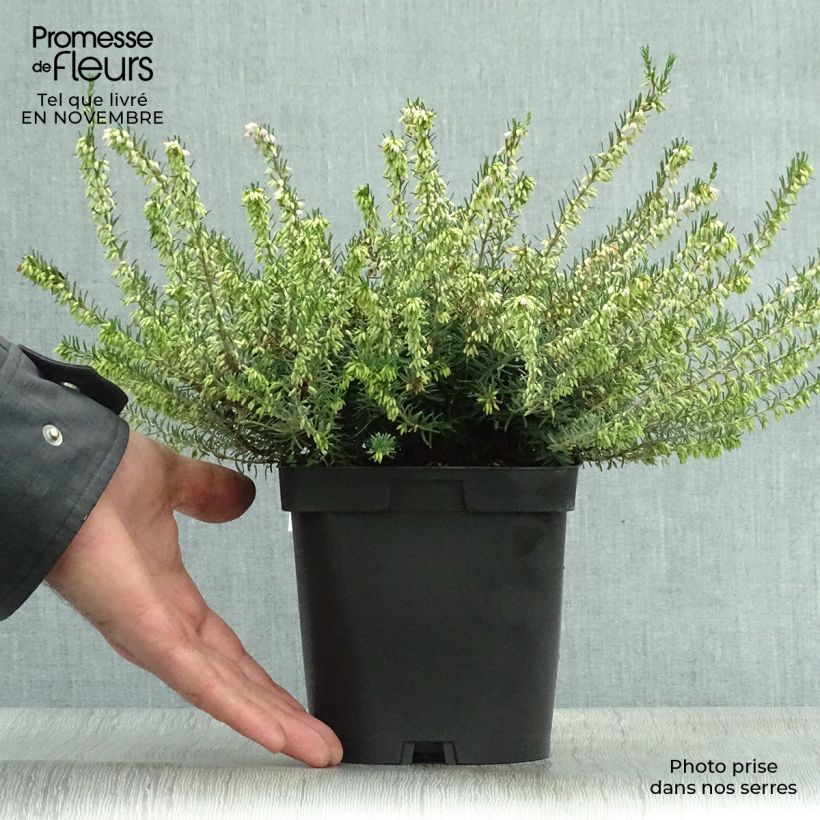 Exemplar von Winterblühende Heide Darley Dale - Erica darleyensis Topf mit 2L/3L wie im Herbst geliefert